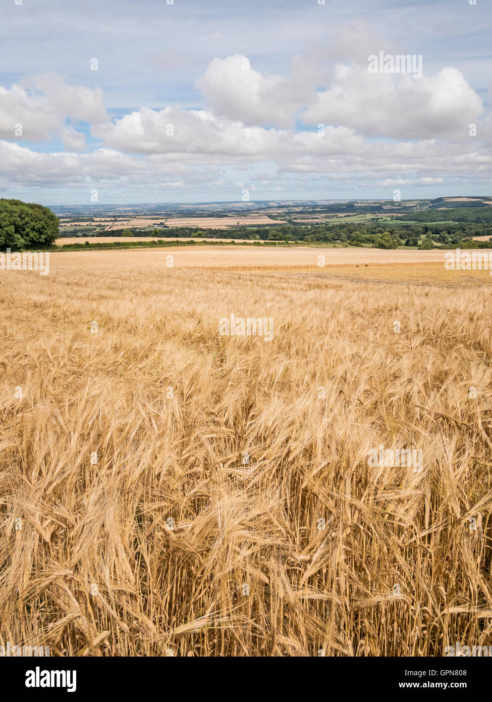 Reife Gerste Getreide auf Kante Yorkshire Wolds UK Stockfoto