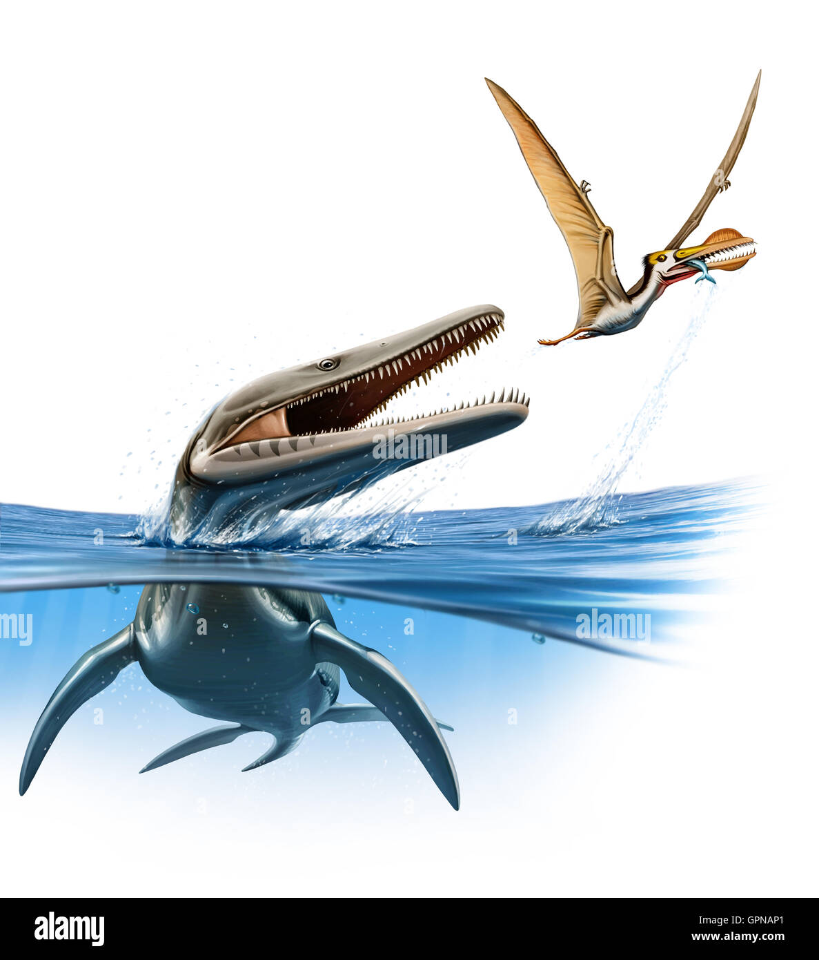 Ein Plesiopleurodon springt aus dem Wasser eine Ornithocheirus angreifen Stockfoto