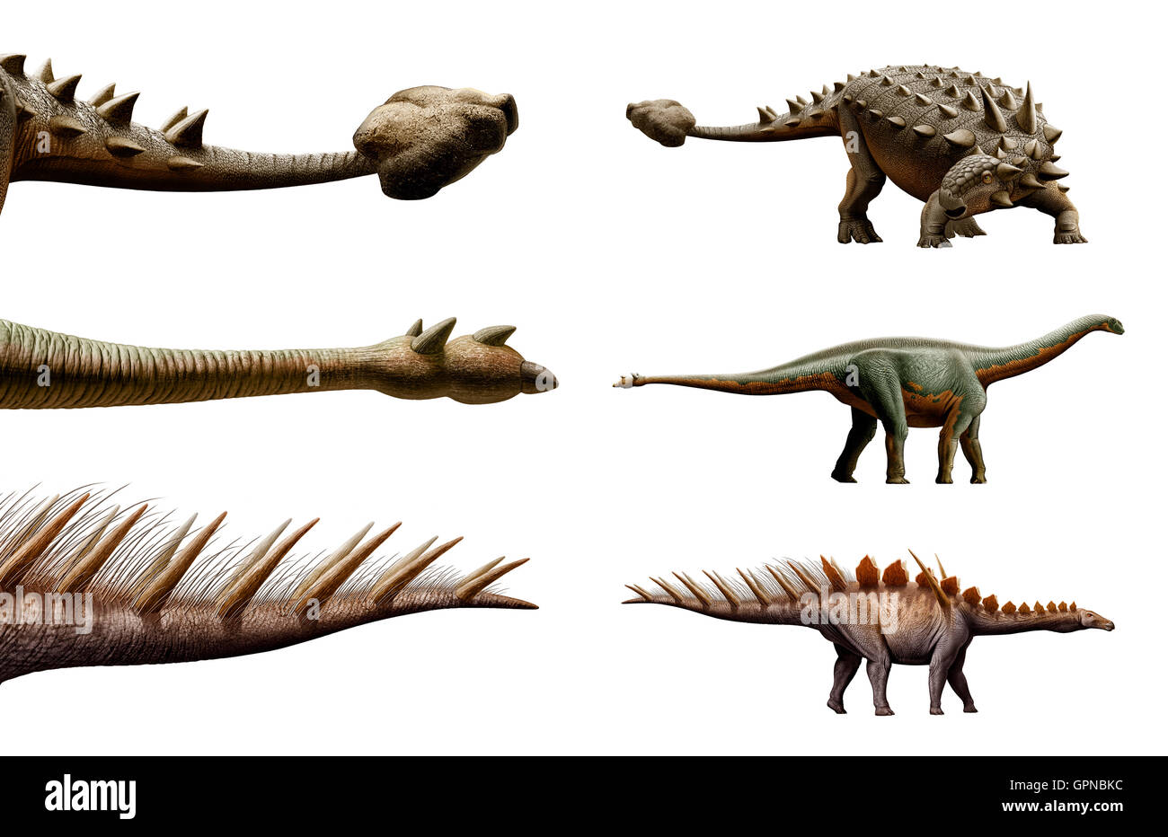 Gefährliche Tails von Miragaia Longicollum, Shunosaurus und οπλον- Stockfoto