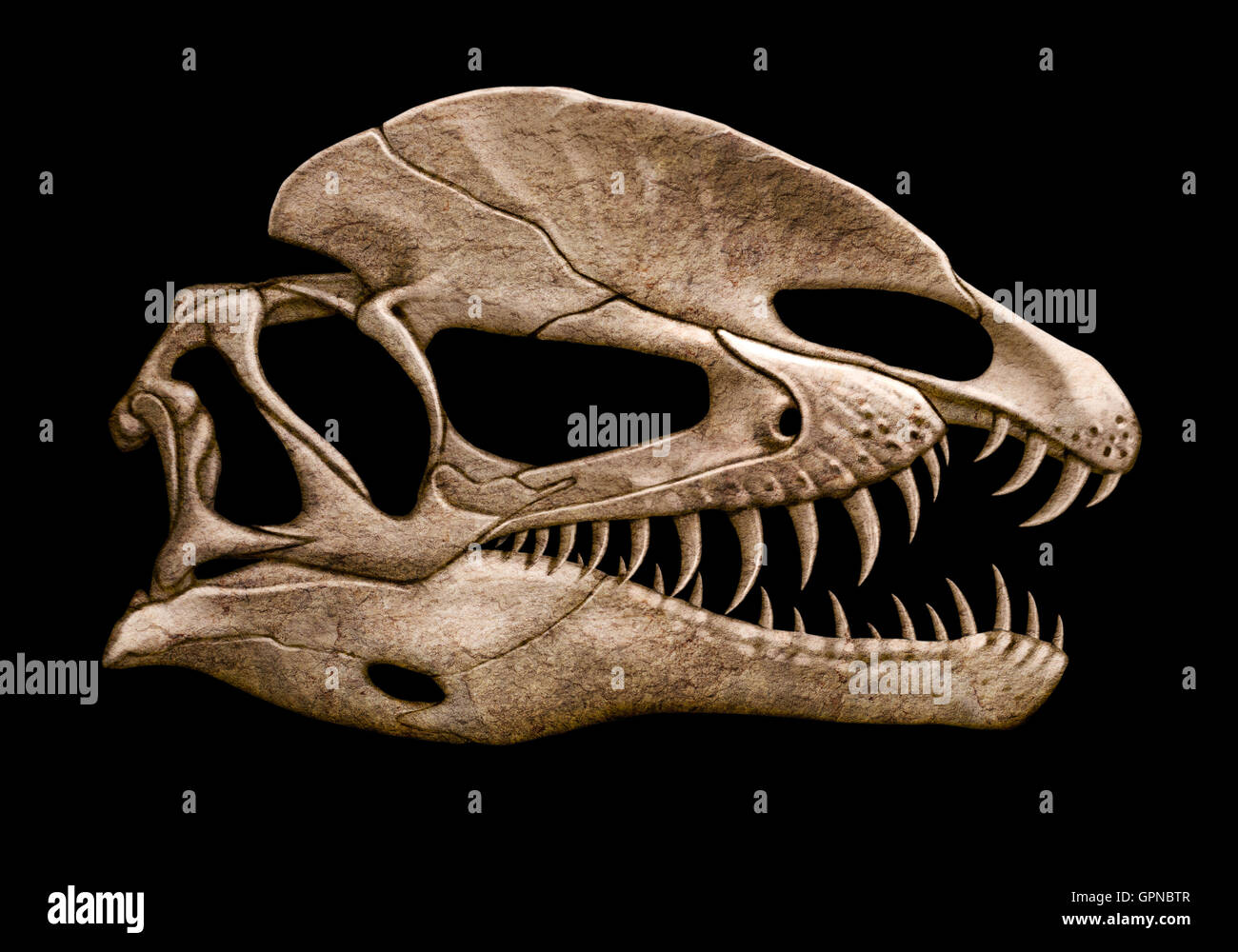 Dilophosaurus Schädel Stockfoto