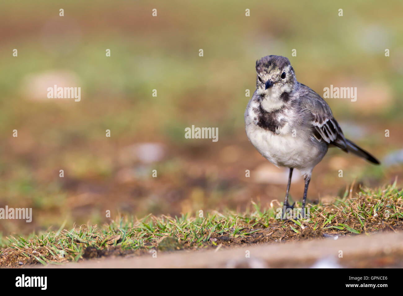 Trauerschnäpper Bachstelze. Motacilla Alba (Motaciilidae) Stockfoto