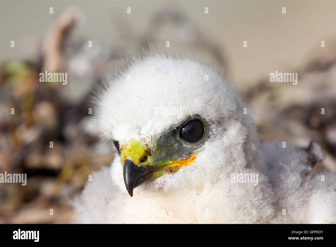 Porträt von weiße flauschige Küken, Rough-legged Buzzard im Nest. Nowaja Semlja-Archipel, close-up Stockfoto