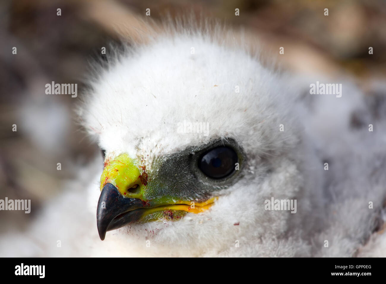 Porträt von weiße flauschige Küken, Rough-legged Buzzard im Nest. Nowaja Semlja-Archipel, close-up Stockfoto