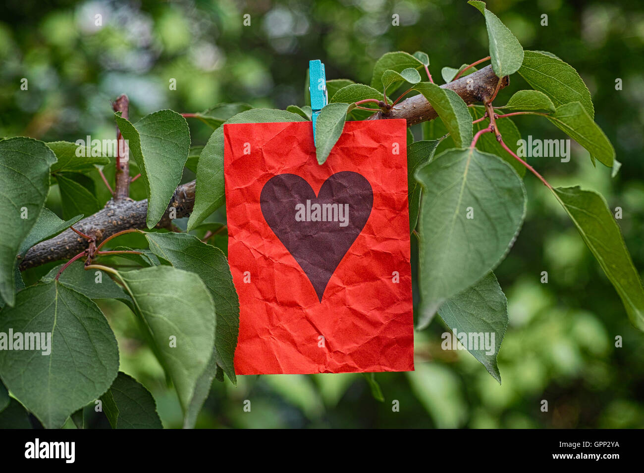 Rotes Papier-Schuldbrief mit Herz-Form, die an einem Baum hängen. Liebe-Konzept. Hautnah. Stockfoto