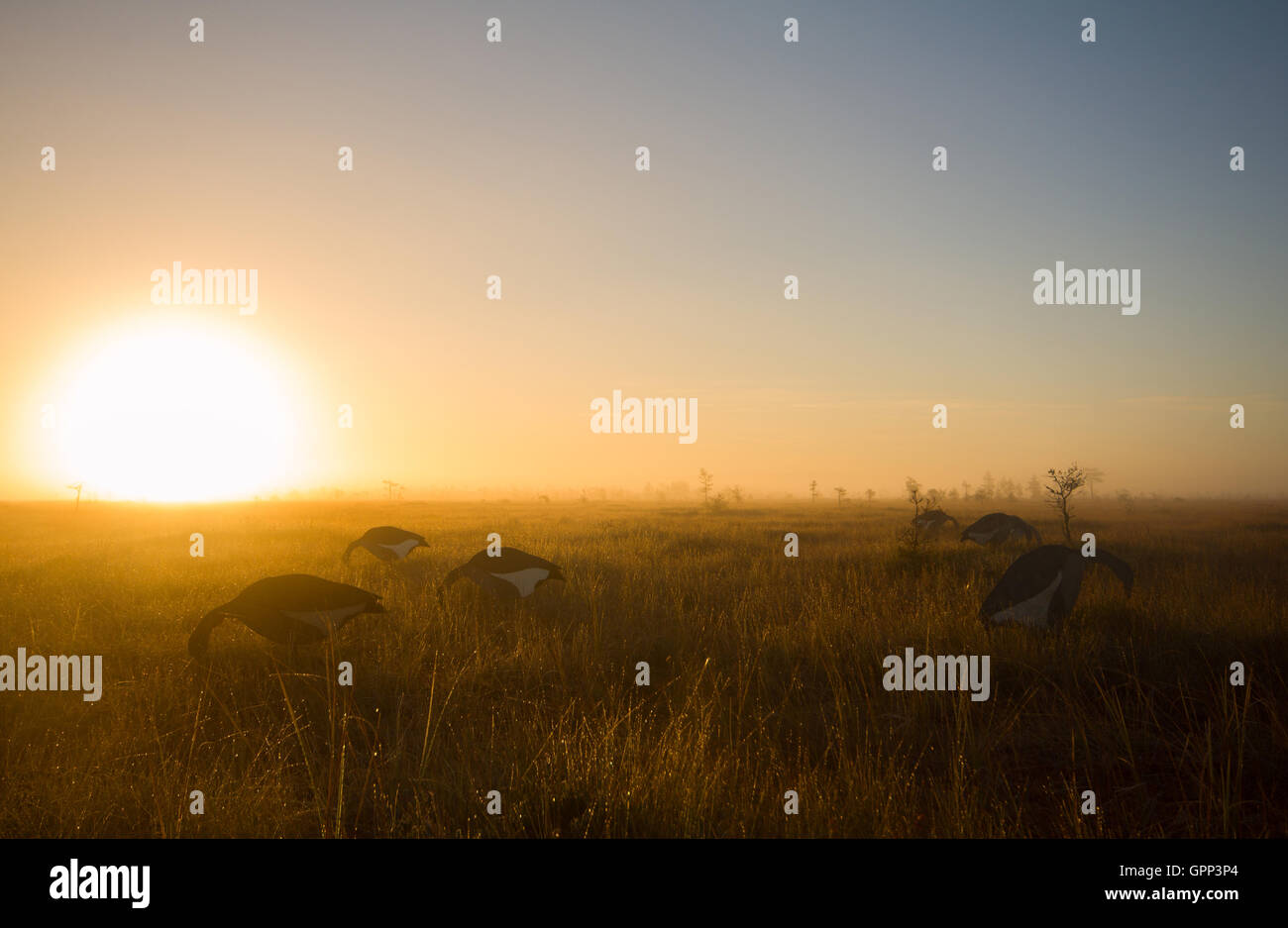 Bereift, Gras- und Kiefer in die Strahlen der aufgehenden Sonne Stockfoto