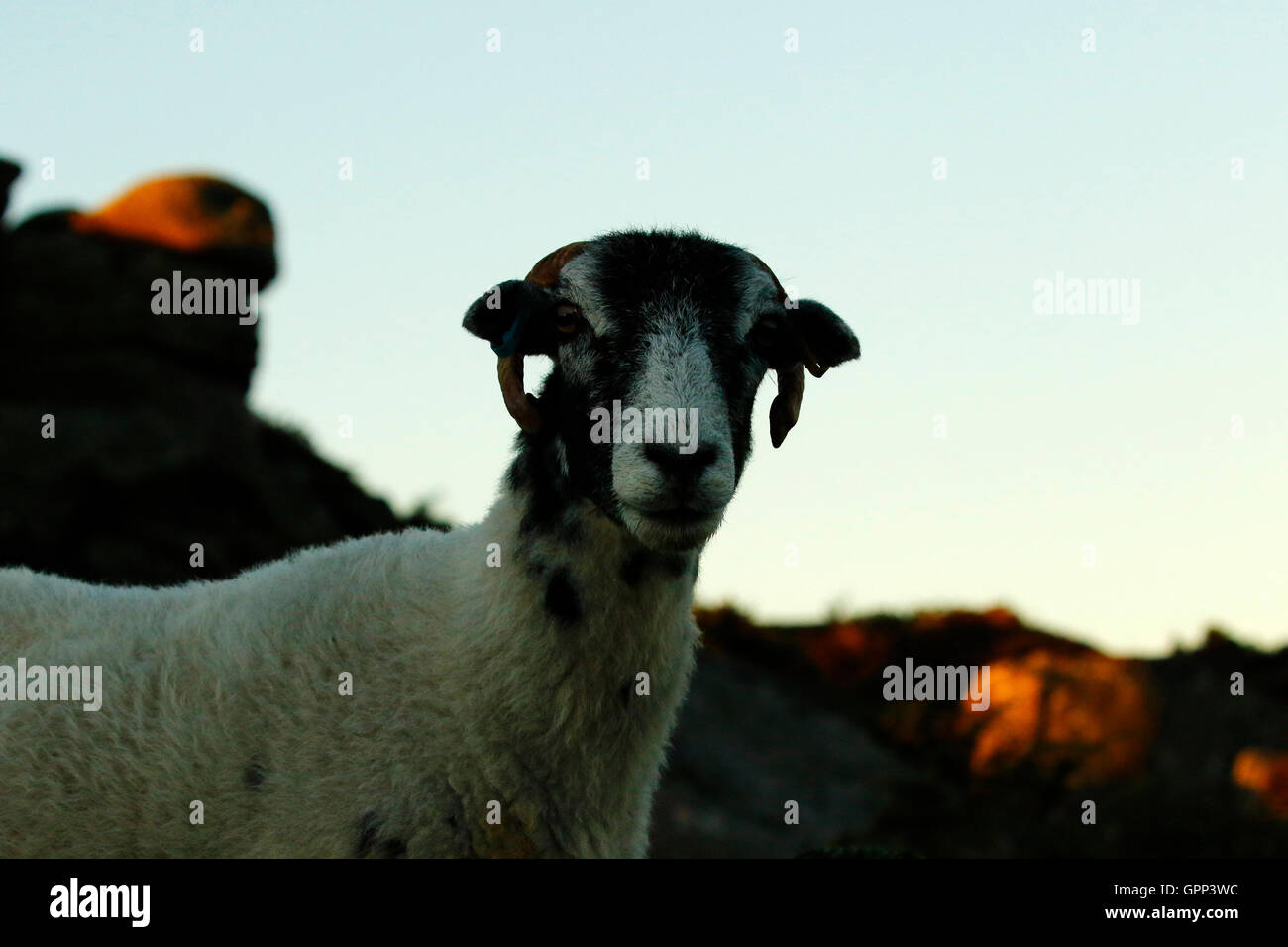 Roaming der Wildnis von Dartmoor sind diese schottischen Blackface-Schafe sehr robuste Tiere überleben die harten Wintern außerhalb Stockfoto