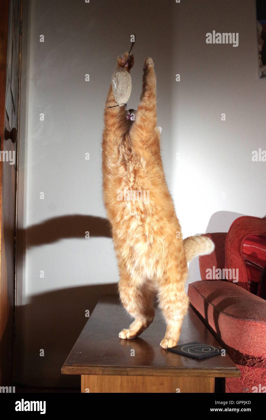 Ingwer Katze spielt mit Spielzeug-Maus Stockfoto