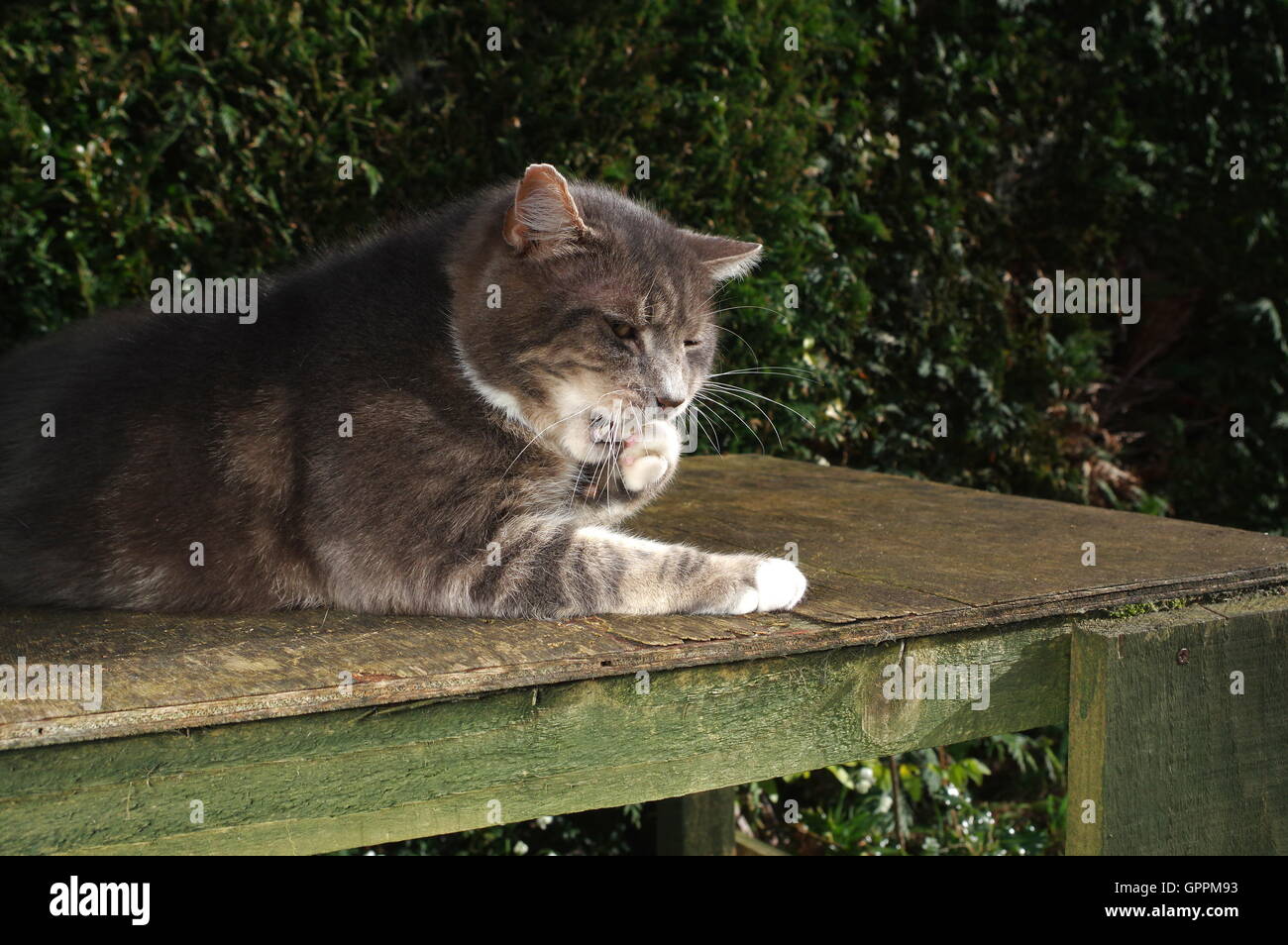 Besorgt Katze Stockfoto