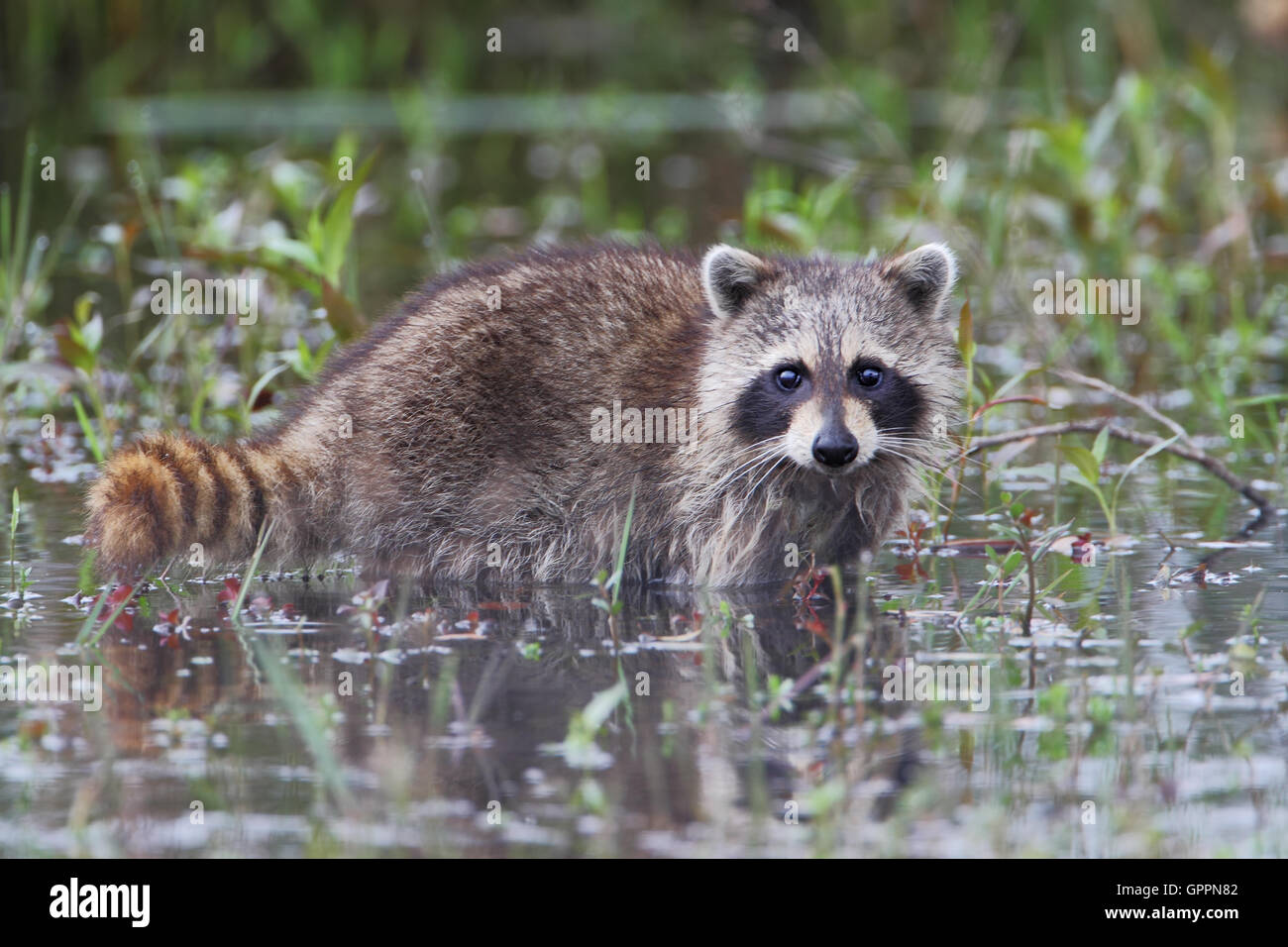 Waschbär (Procyon Lotor) zu Fuß durch das Wasser, Kissimmee, Florida, USA Stockfoto