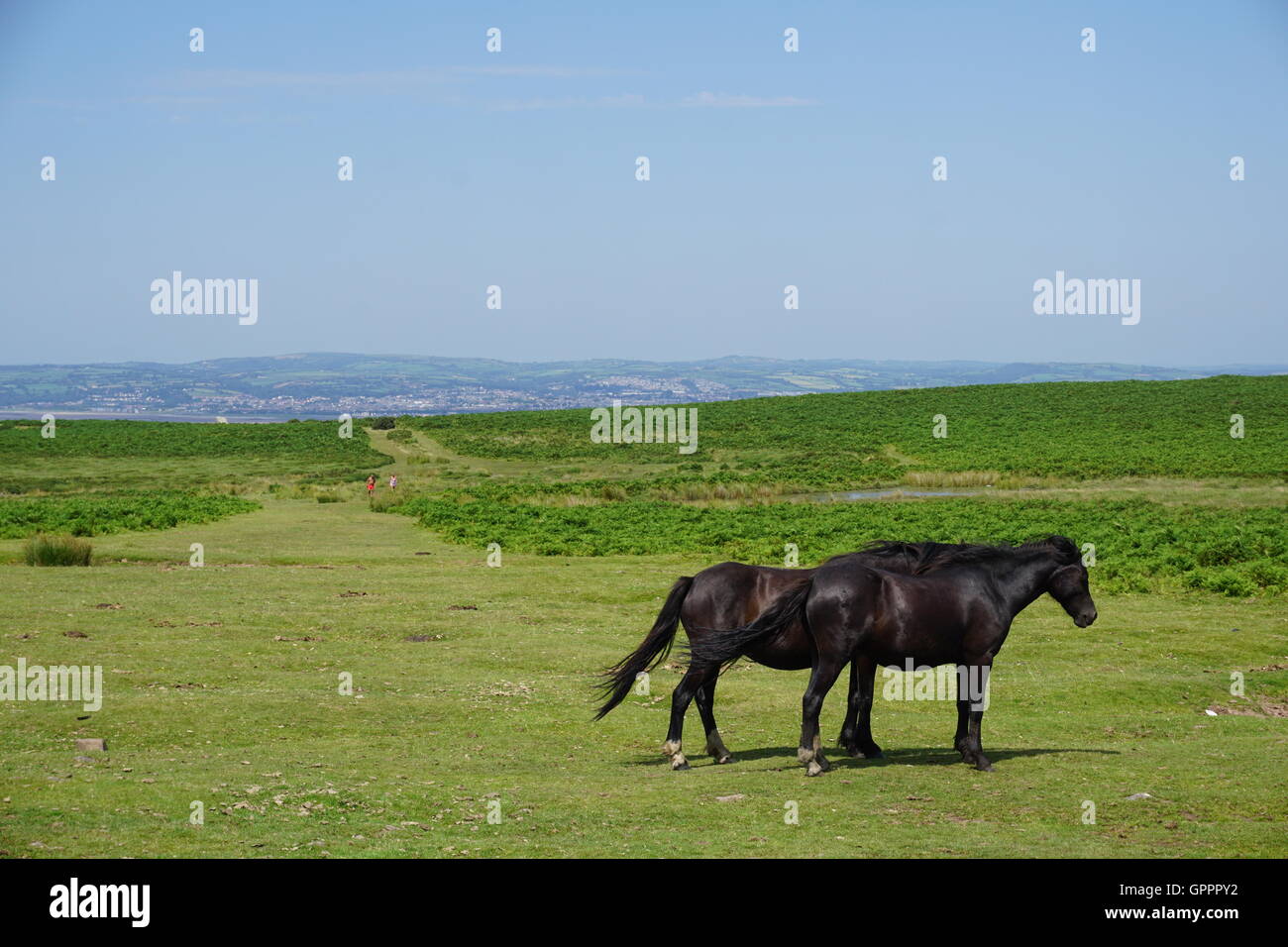 wilde Pferde Gower Stockfoto