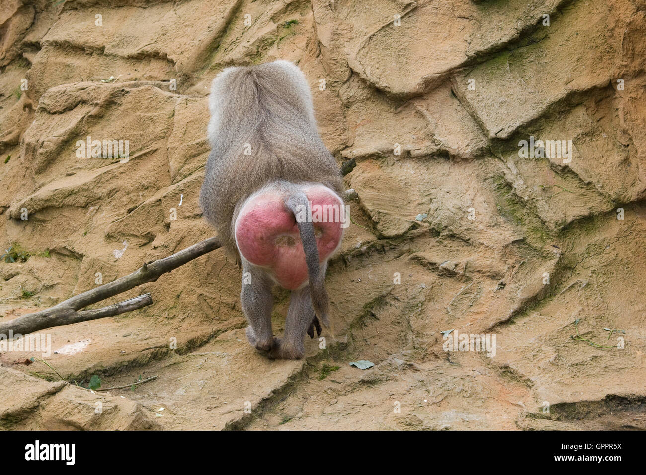 Hamadryas Pavian in Gefangenschaft Stockfoto