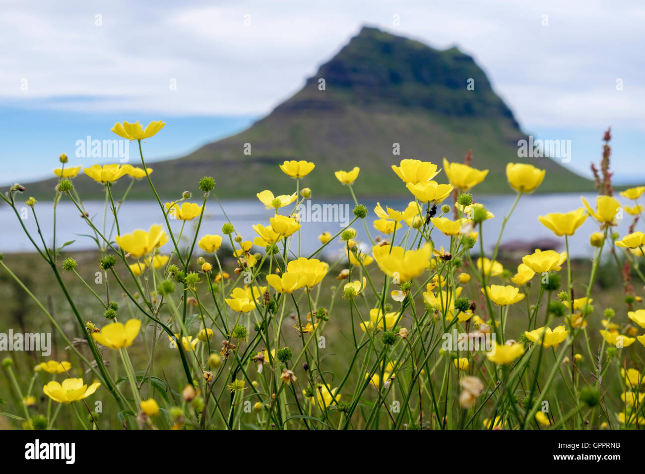 Mount Kirkufell mit Butterblumen im Vordergrund im Sommer. Grundarfjordur, Snaefellsnes Halbinsel, Island Stockfoto