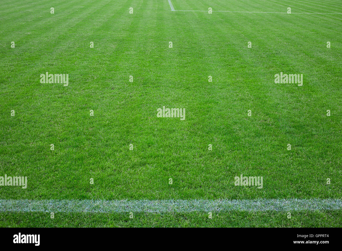 Fußballplatz mit grünem Rasen und horizontale weiße Linie Stockfoto