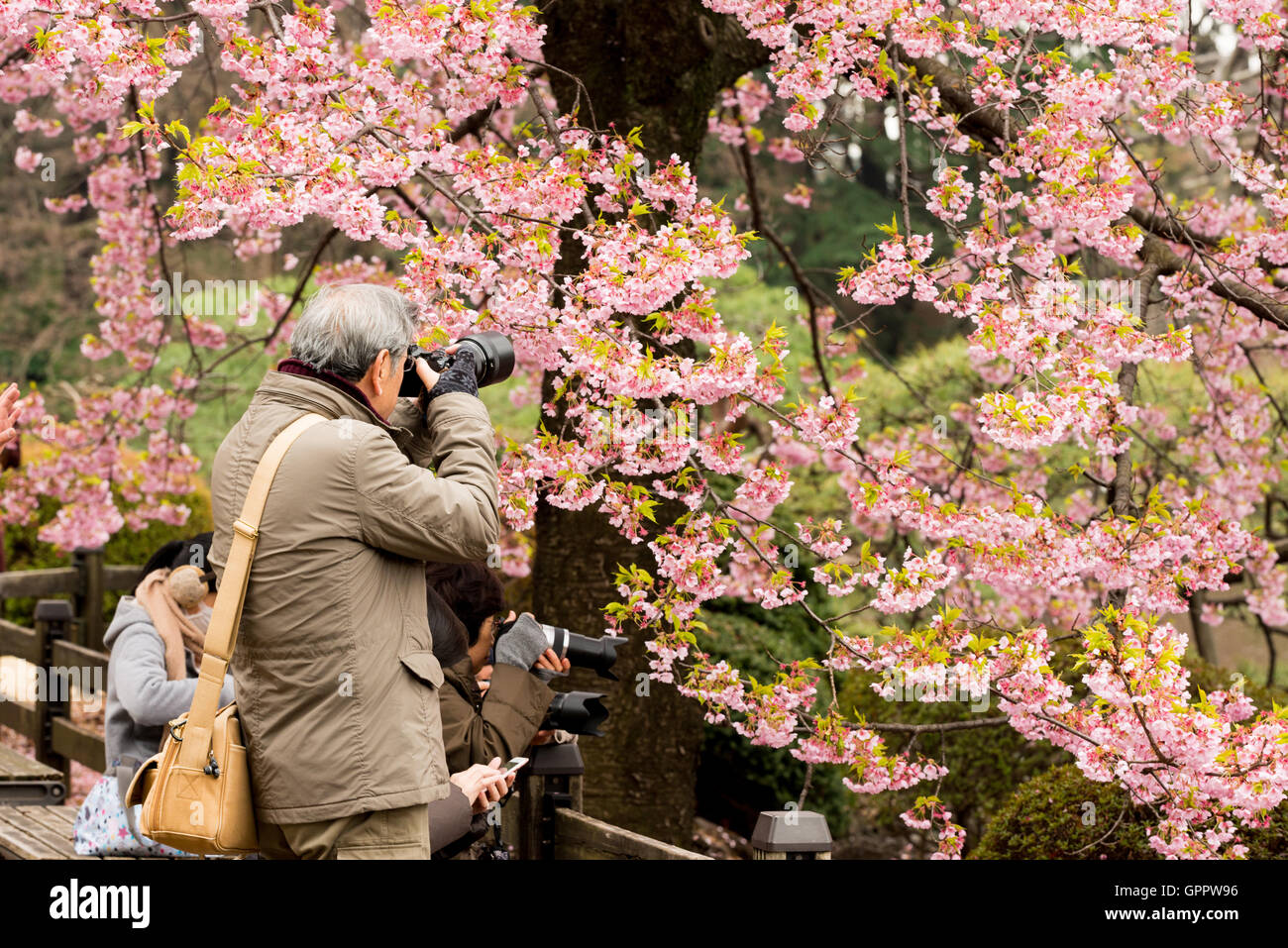 Fotografen, die Kirschblüte in Tokyo. Stockfoto