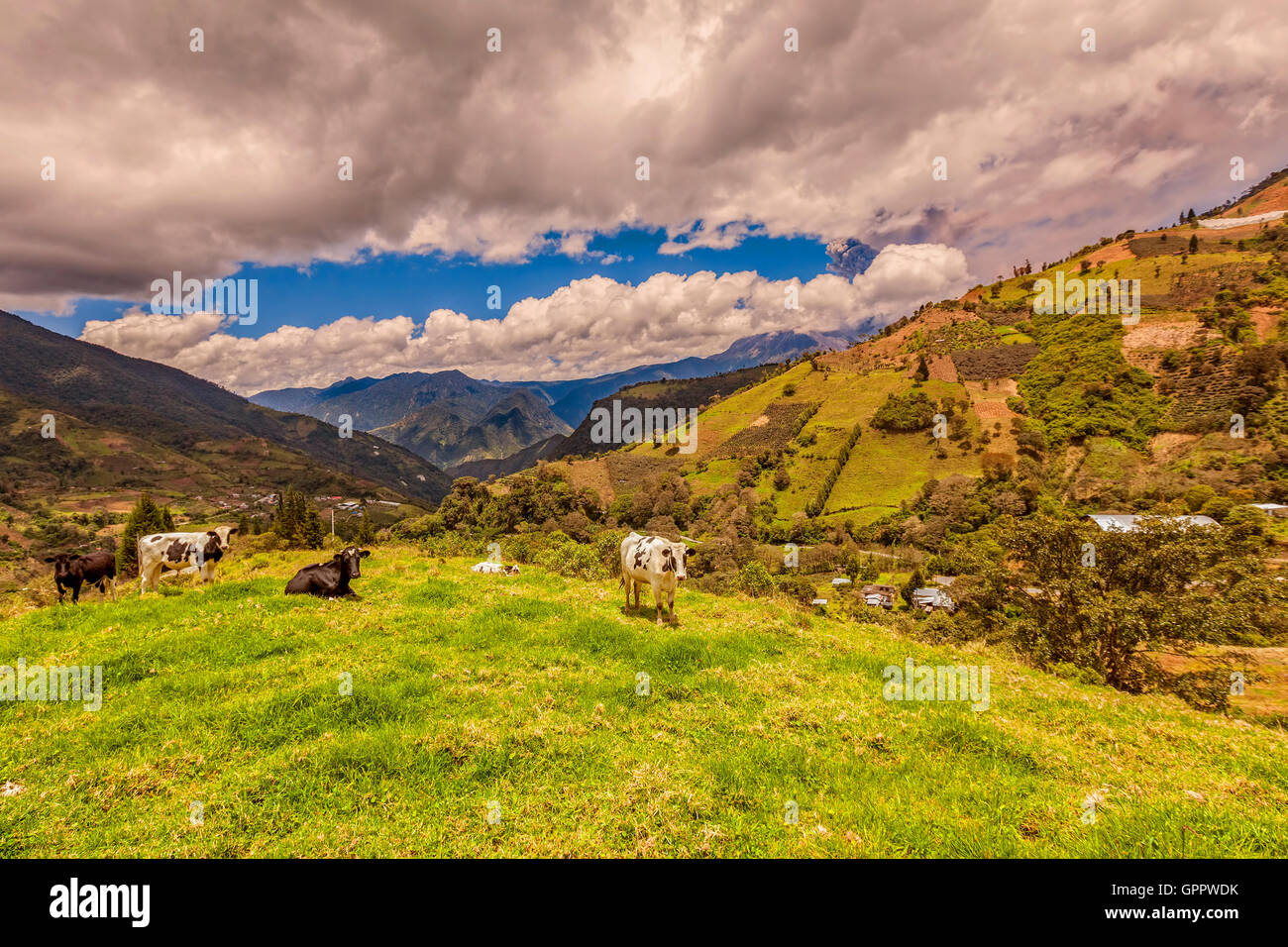 Kühe grasen auf einer grünen Wiese, Ausbruch des Aschewolke aus Vulkan Tungurahua im Hintergrund, Ecuador, Südamerika Stockfoto