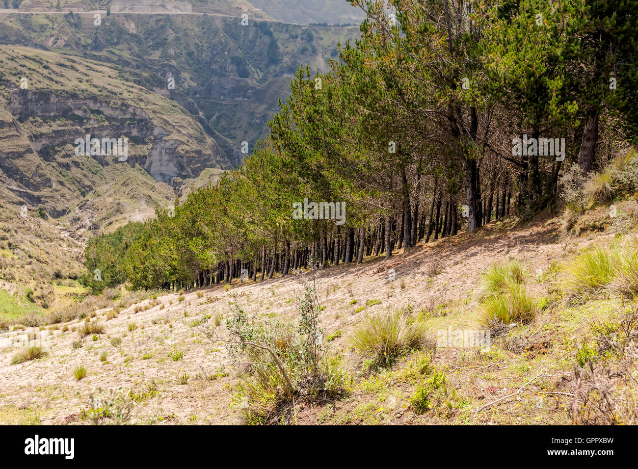 Tal mit Bäumen In Anden, Ecuador, Südamerika Stockfoto