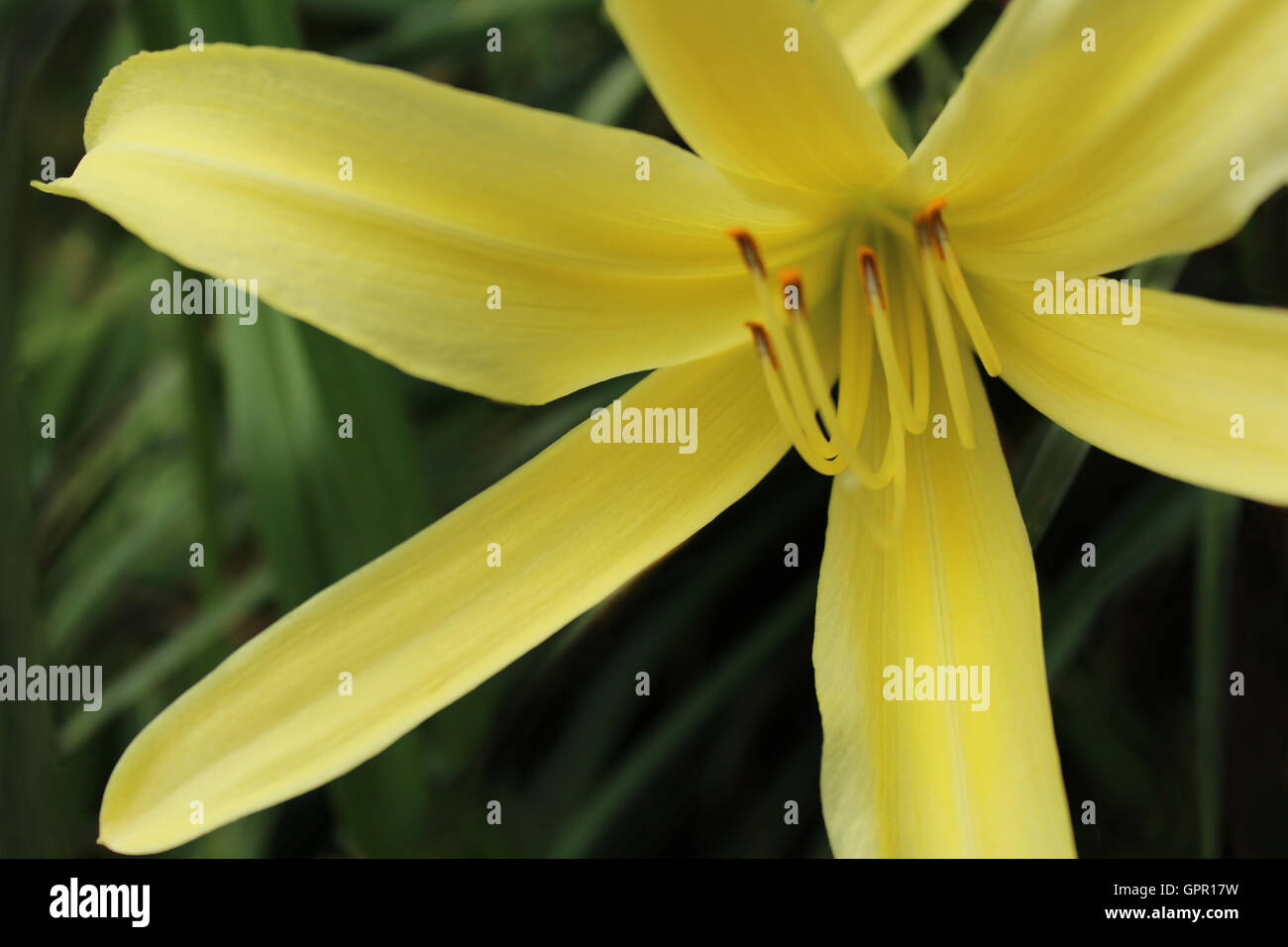 Helle gelbe Lilie closeup Stockfoto