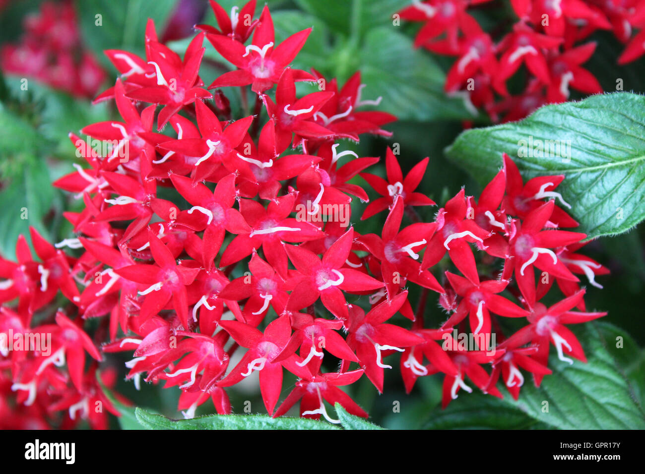 Leuchtend rote Sternhaufen Blüten mit grünen Stockfoto