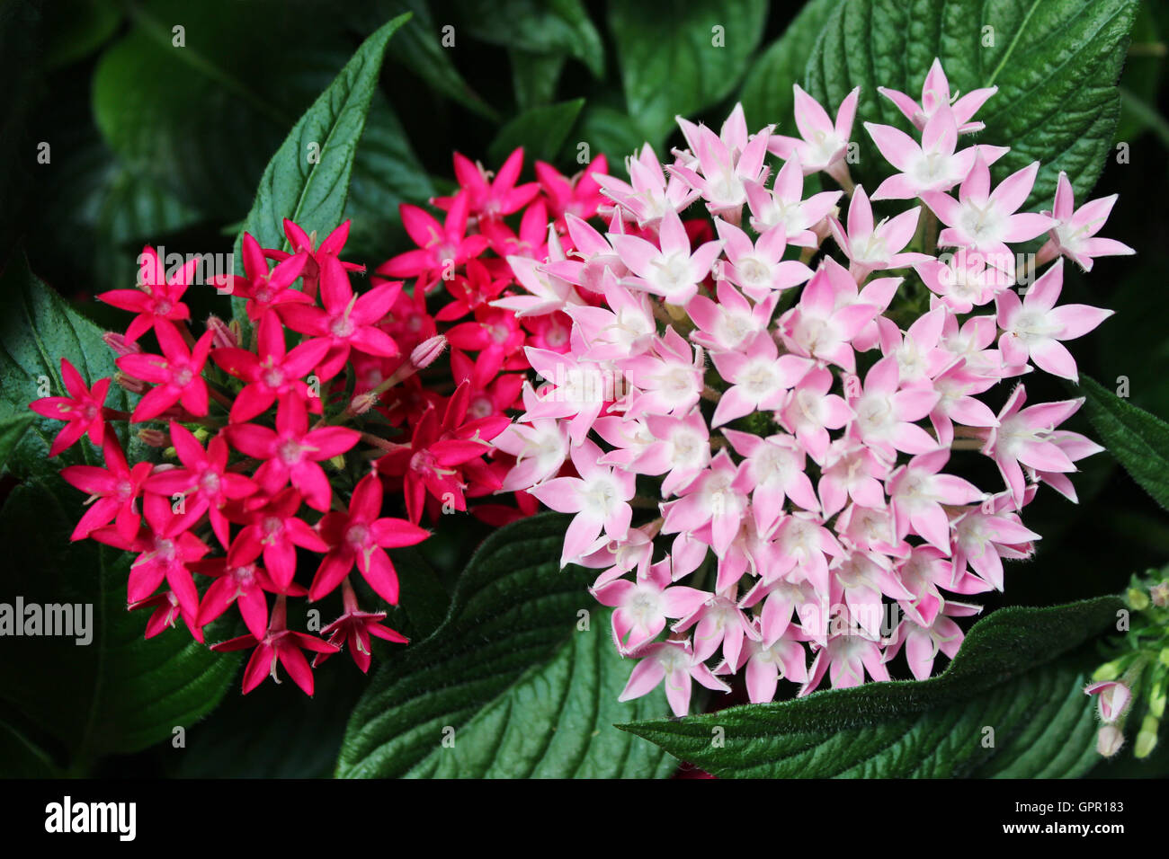 Leuchtend rosa/rot und leicht rosa Sternhaufen Blumen Stockfoto