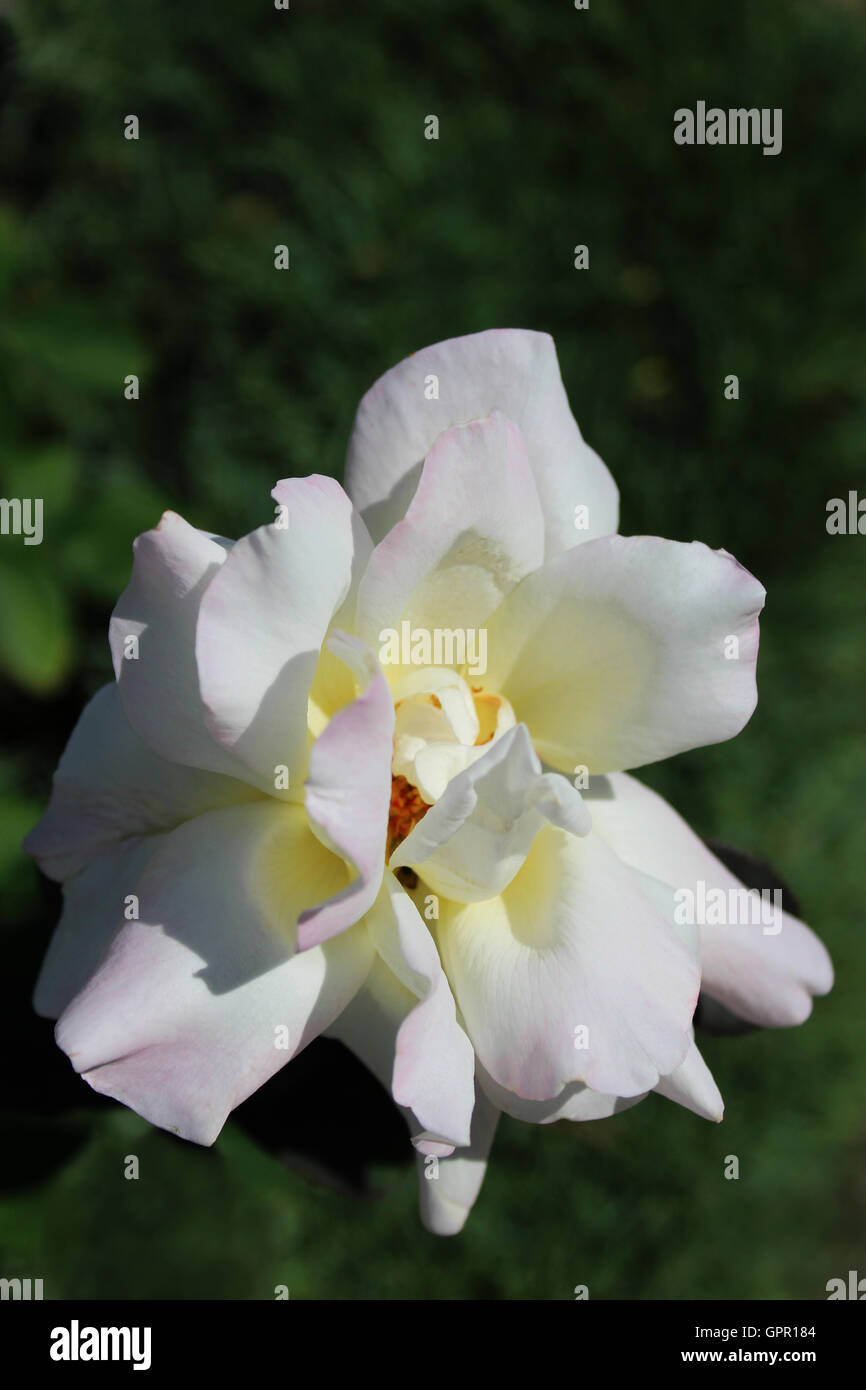 weiche weiße Rose mit rosa Kanten und leichte Yelllow center Stockfoto