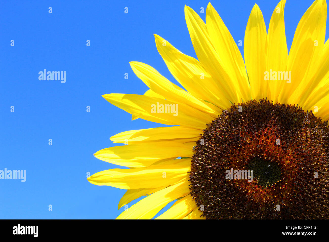 Sonnenblumen vor blauem Himmel Stockfoto