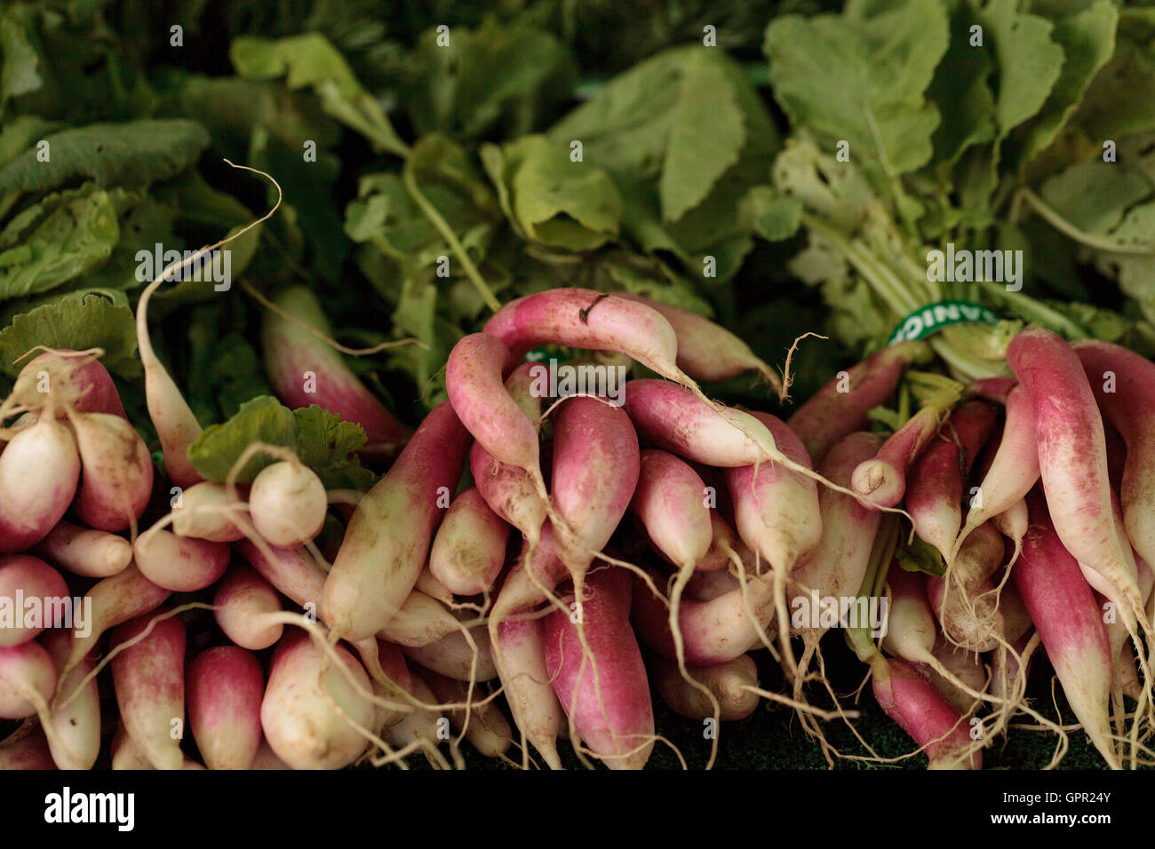 Bio rote und weiße Radieschen angebaut und geerntet in Südkalifornien und angezeigt auf einem Bauernmarkt Stockfoto