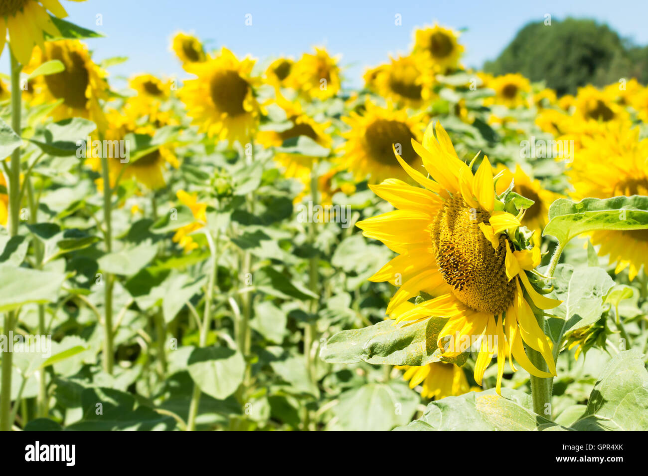 Sonnenblumenfeld an einem sonnigen Tag. Hintergrund der Sonnenblume. Stockfoto