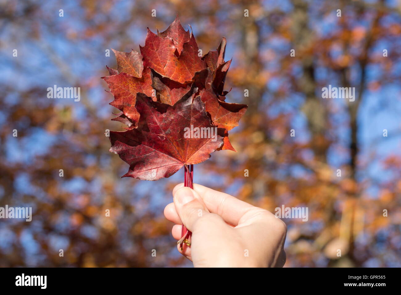 Roten Herbstlaub im Womans Hand. Herbst-Saison Stockfoto
