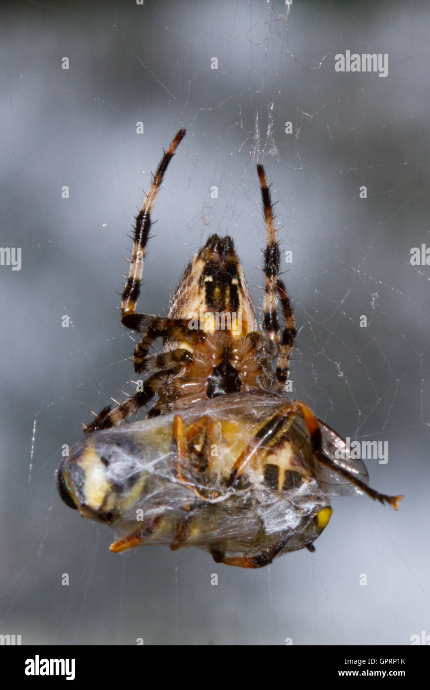 Gartenkreuzspinne (Araneus Diadematus) Essen eine Fliege in Seide gehüllt Stockfoto