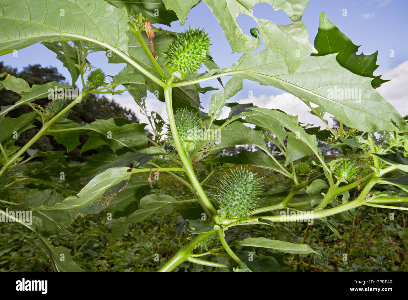 Thornapple (Datura Stramonium), auch bekannt als Jimson Unkraut oder des Teufels Snare, Datura Stramonium Samen Kapseln Stockfoto