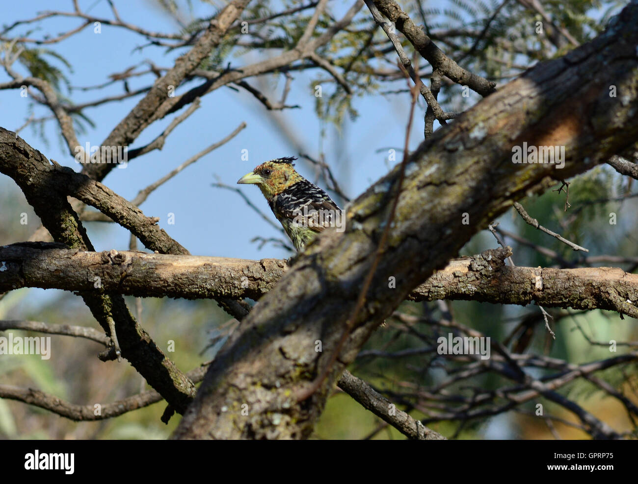 Crested Barbet (Trachyphonus Vaillantii) weibliche Vogel. Singvögel singen im Duett. Obst essen bunte Vogel gelb schwarz orange Stockfoto