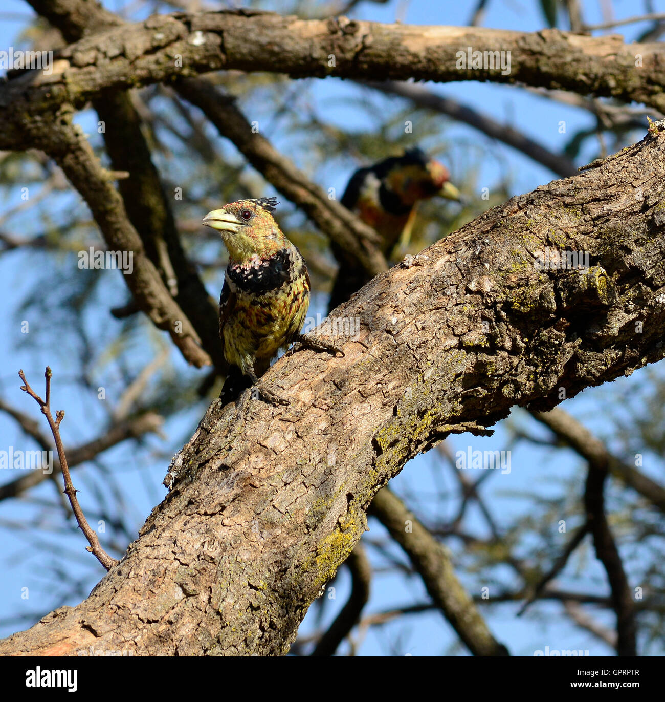 Crested Barbet (Trachyphonus Vaillantii) weibliche Vogel. Singvögel singen im Duett. Obst essen bunte Vogel gelb schwarz orange Stockfoto