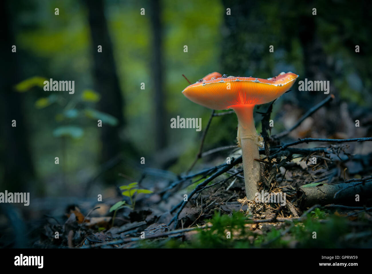 Leuchtenden Fliegenpilz Pilz in den dunklen Wald Stockfoto