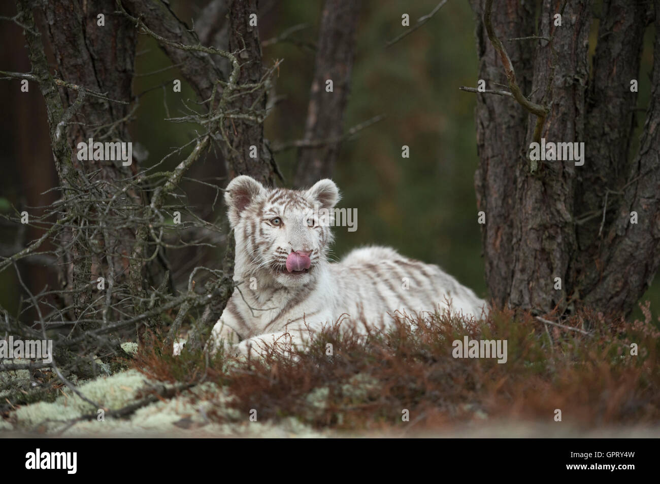 Bengal Tiger / Koenigstiger (Panthera Tigris), weiße Morph, ruht zwischen Bäumen, lecken, seine Zunge, niedliche junge Tier. Stockfoto