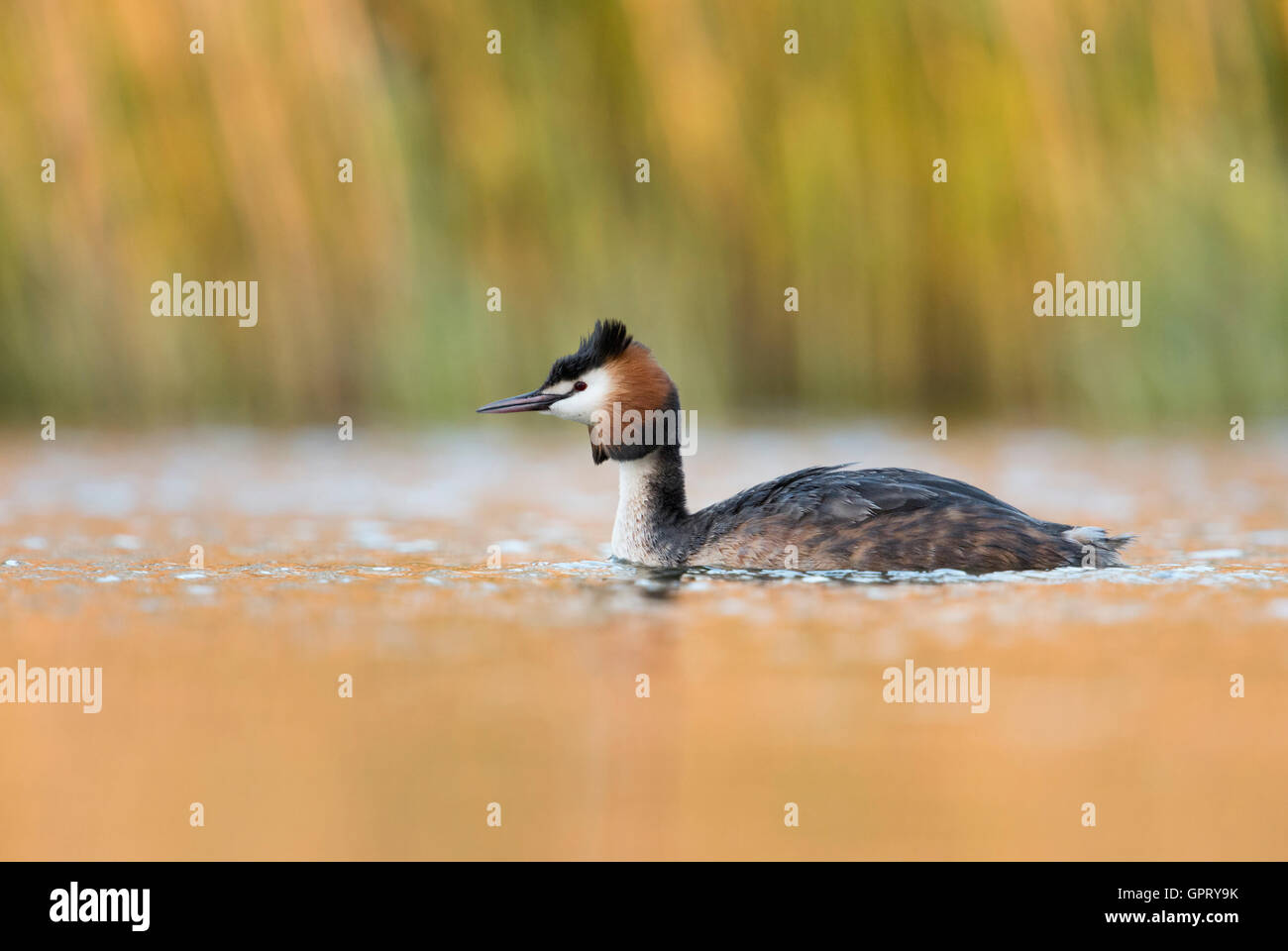 Der Haubentaucher ( Podiceps cristatus ) schwimmt im goldenen glitzernden Wasser, im letzten Licht des Tages, Tierwelt, Europa. Stockfoto