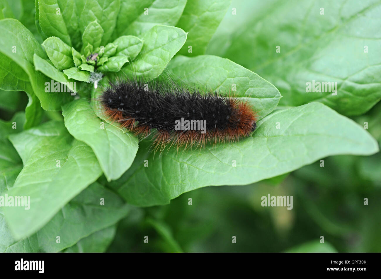 Nahaufnahme einer haarigen Raupe auf einem grünen Blatt Stockfoto