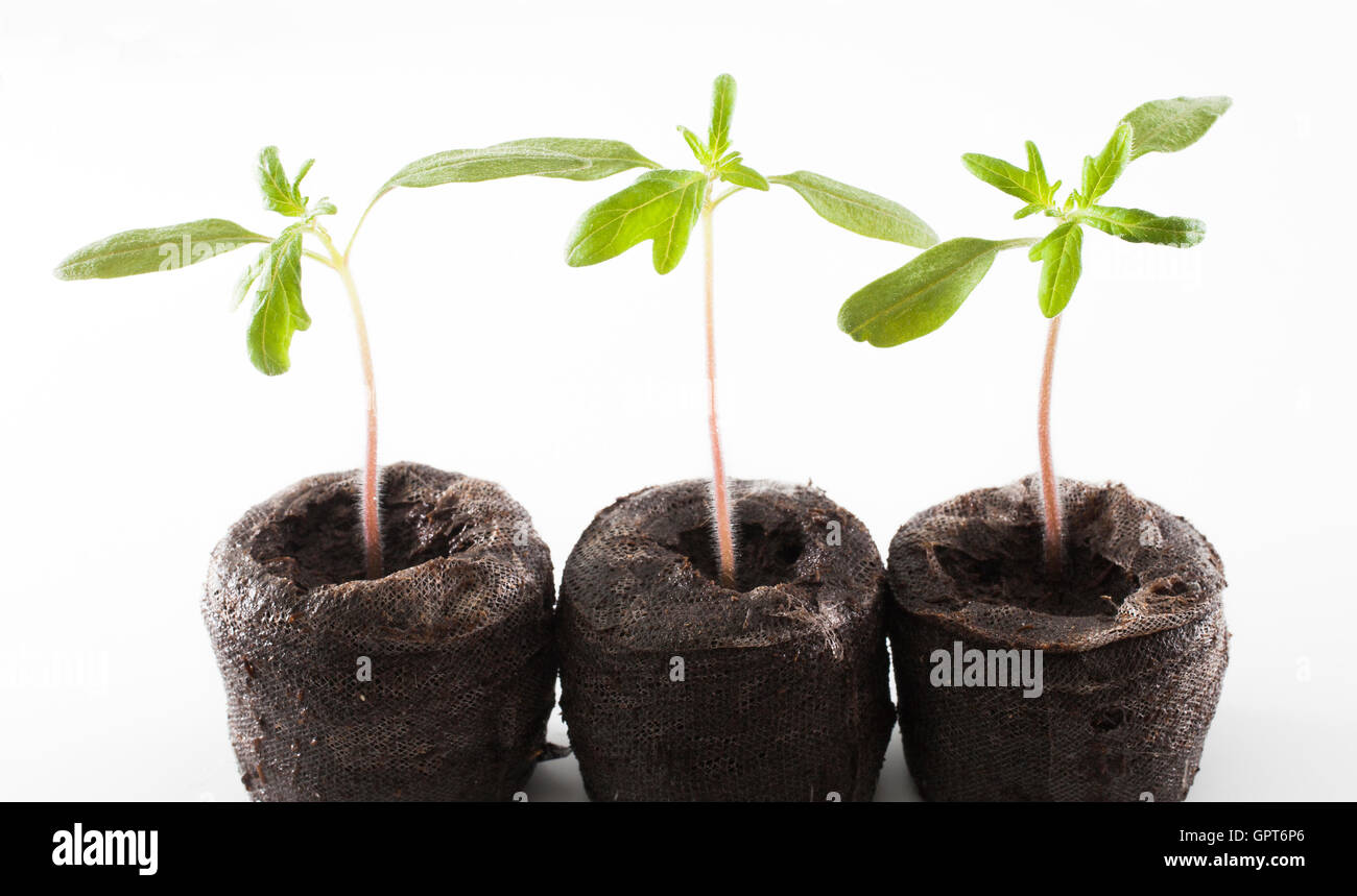 Drei Cherokee purple Tomatenpflanzen auf weiß, die gerade erst anfangen zu wachsen " Stockfoto