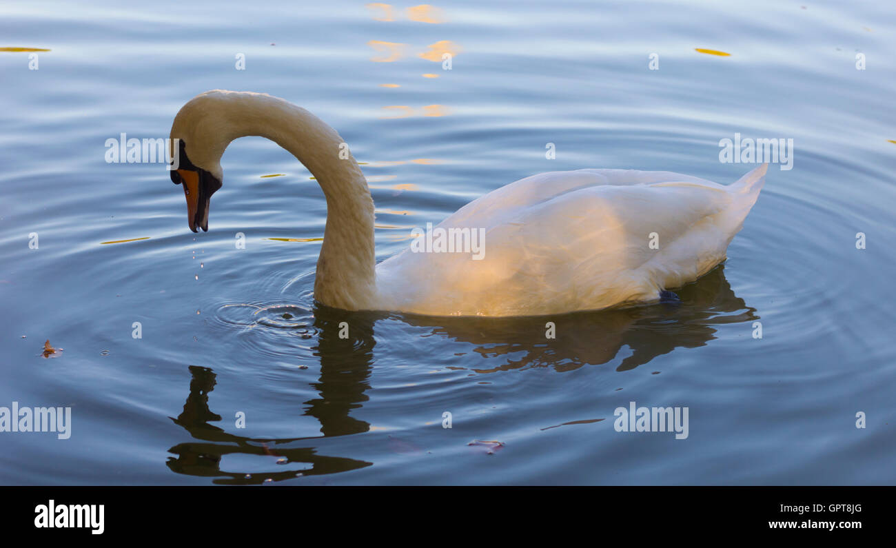 Weisser Schwan Vogel am Teich Wasser Sufrace Stockfoto Weisser Schwan Vogel am Teich Wasser Sufrace Stockfoto