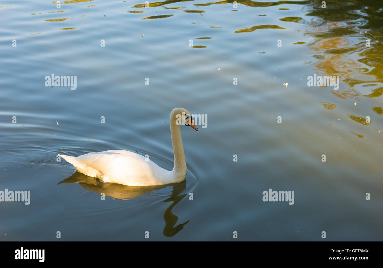 Weisser Schwan Vogel am Teich Wasserfläche Stockfoto Weisser Schwan Vogel am Teich Wasserfläche Stockfoto