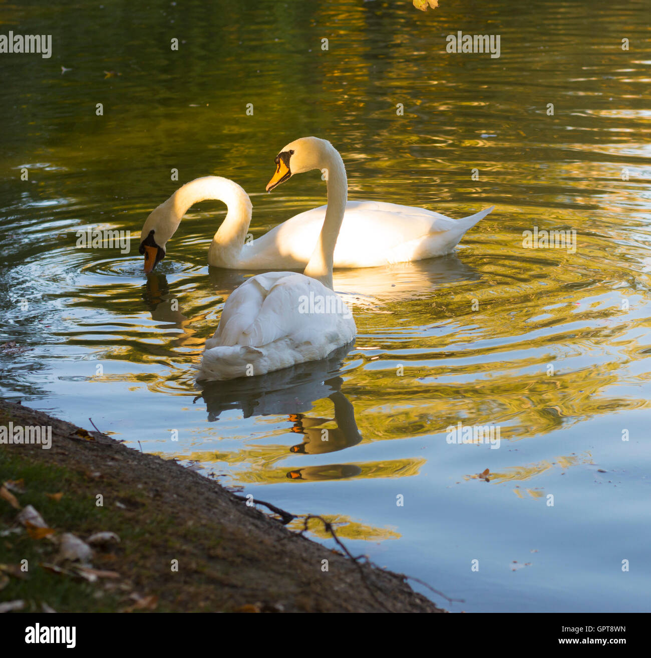 Zwei teiche Fotos und Bildmaterial in hoher Auflösung Alamy