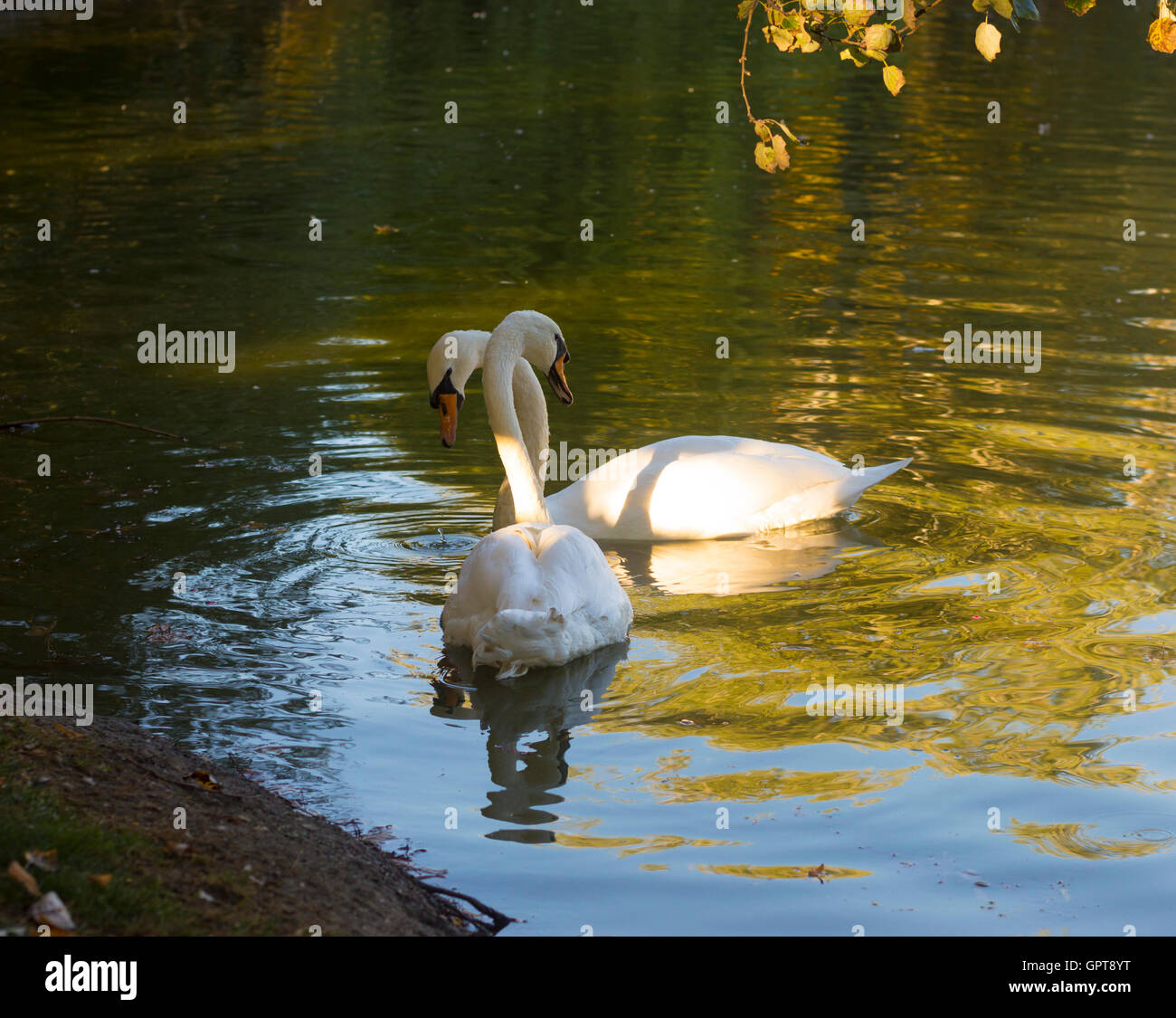 Zwei teiche Fotos und Bildmaterial in hoher Auflösung Alamy