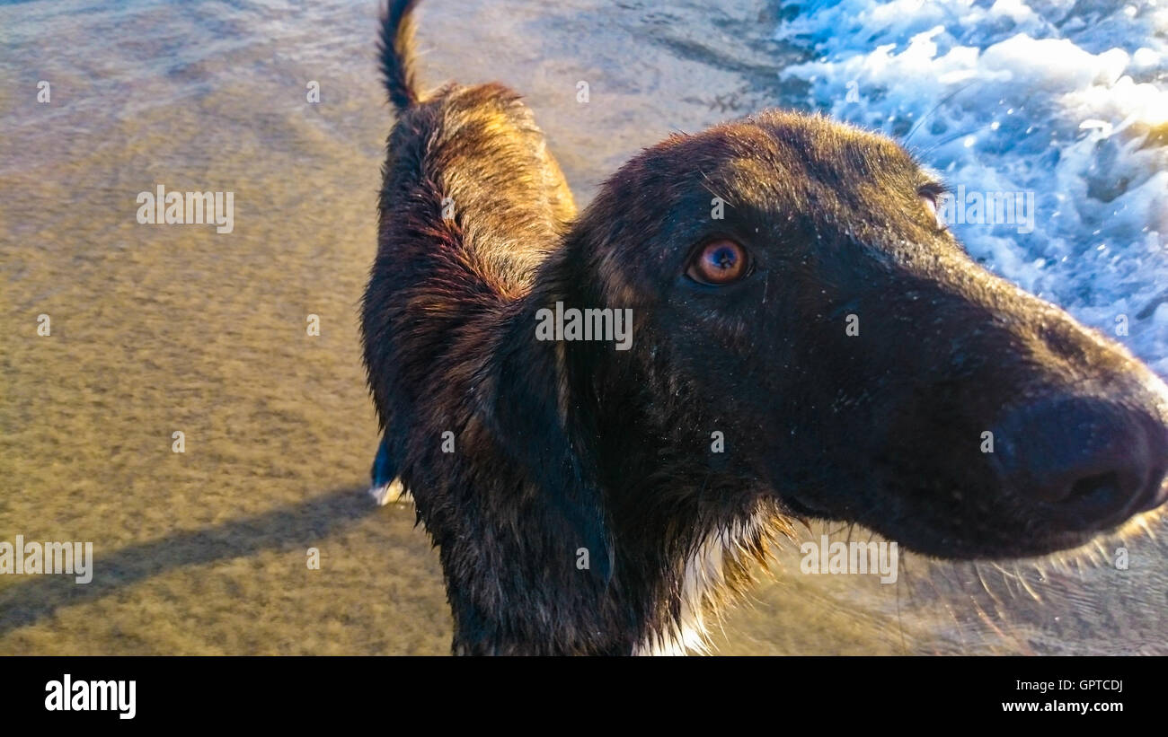Ein Hund am Strand. Stockfoto