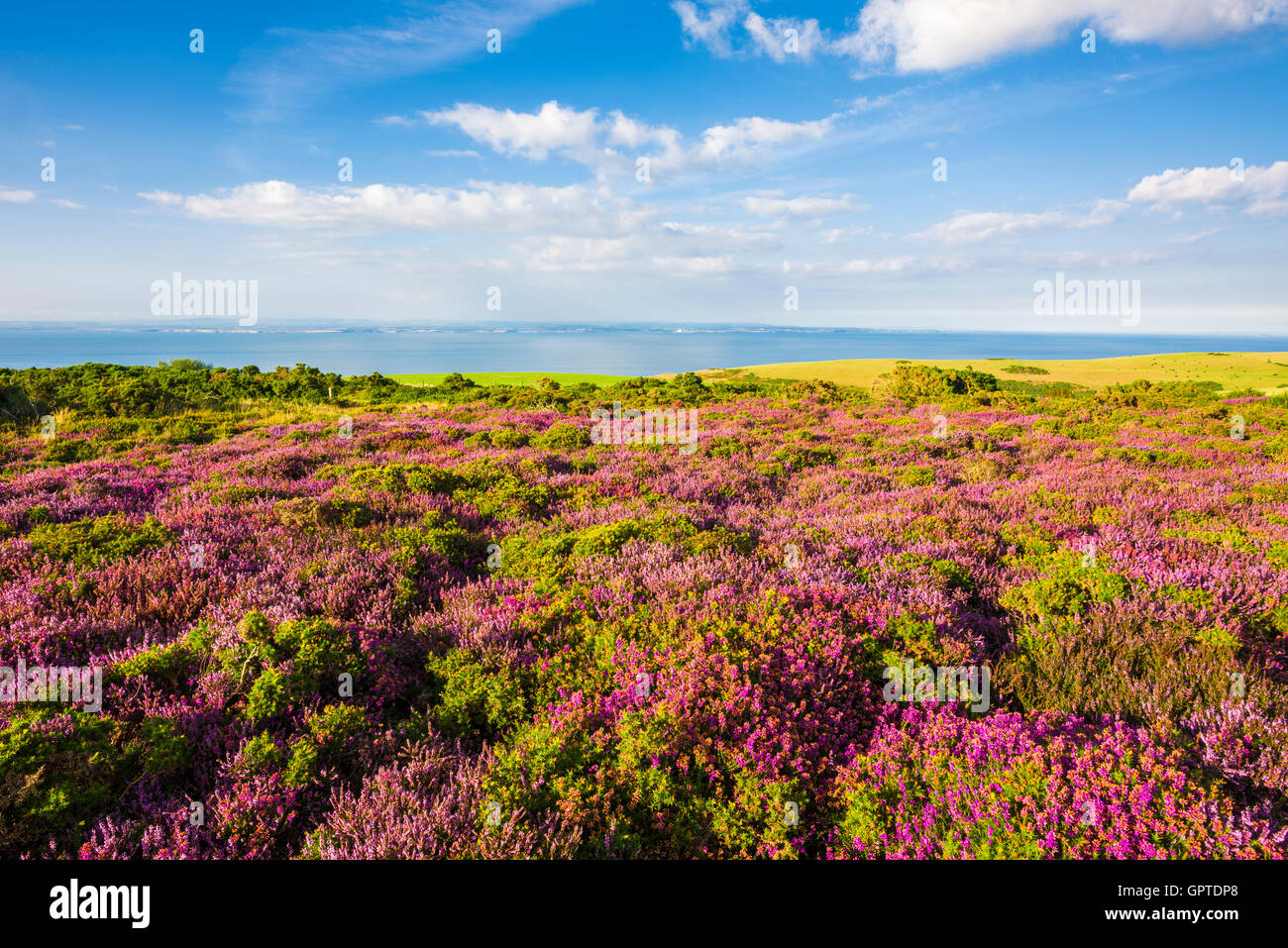 Heather auf Selworthy Leuchtfeuer in Exmoor mit Blick auf den Kanal von Bristol und der Südküste von Wales. Porlock, Somerset, England. Stockfoto