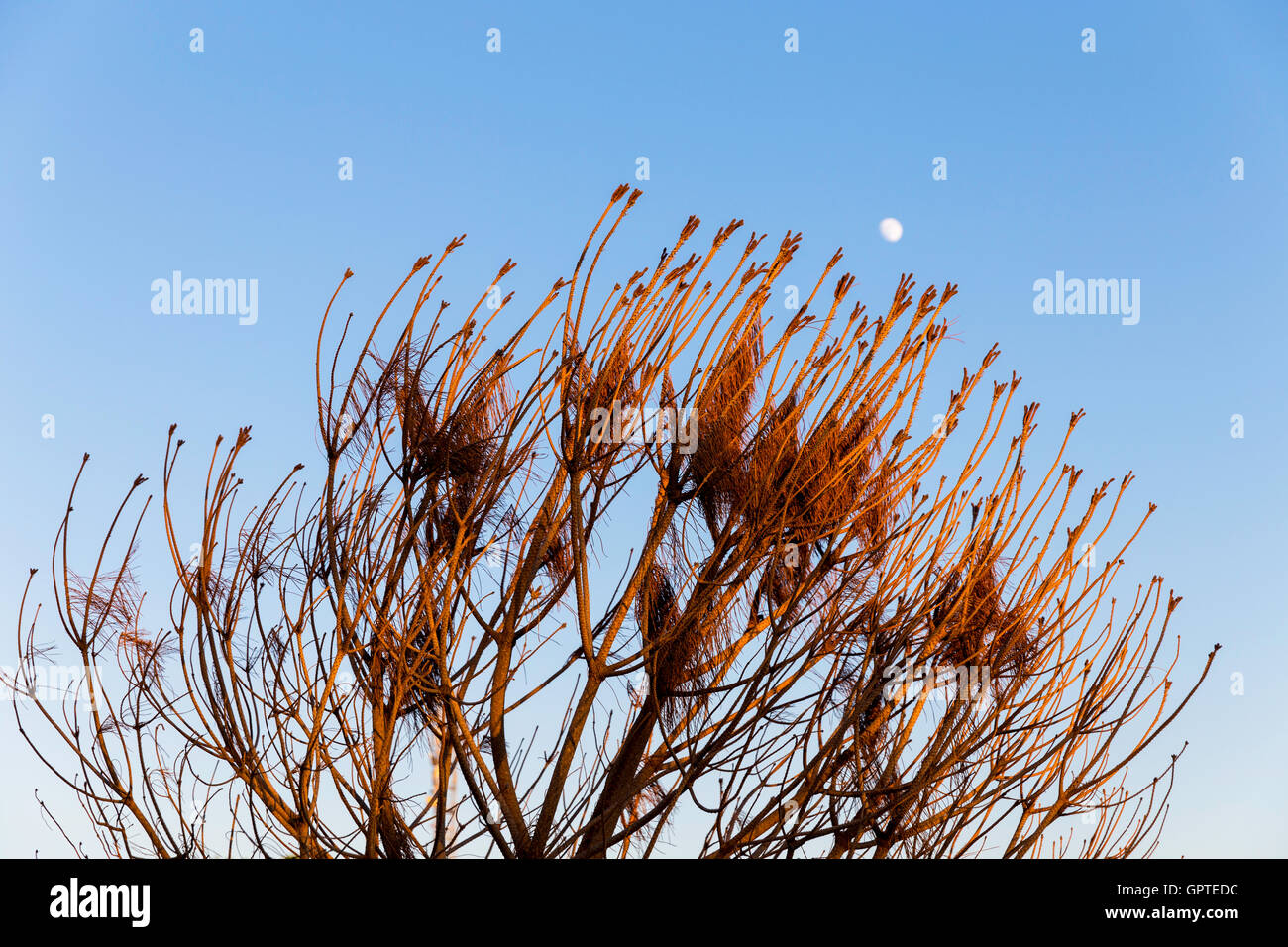 Gegossene Kiefer Blätter mit Sonnenschein in goldenen Stunden Zeit mit Mond-Hintergrund Stockfoto