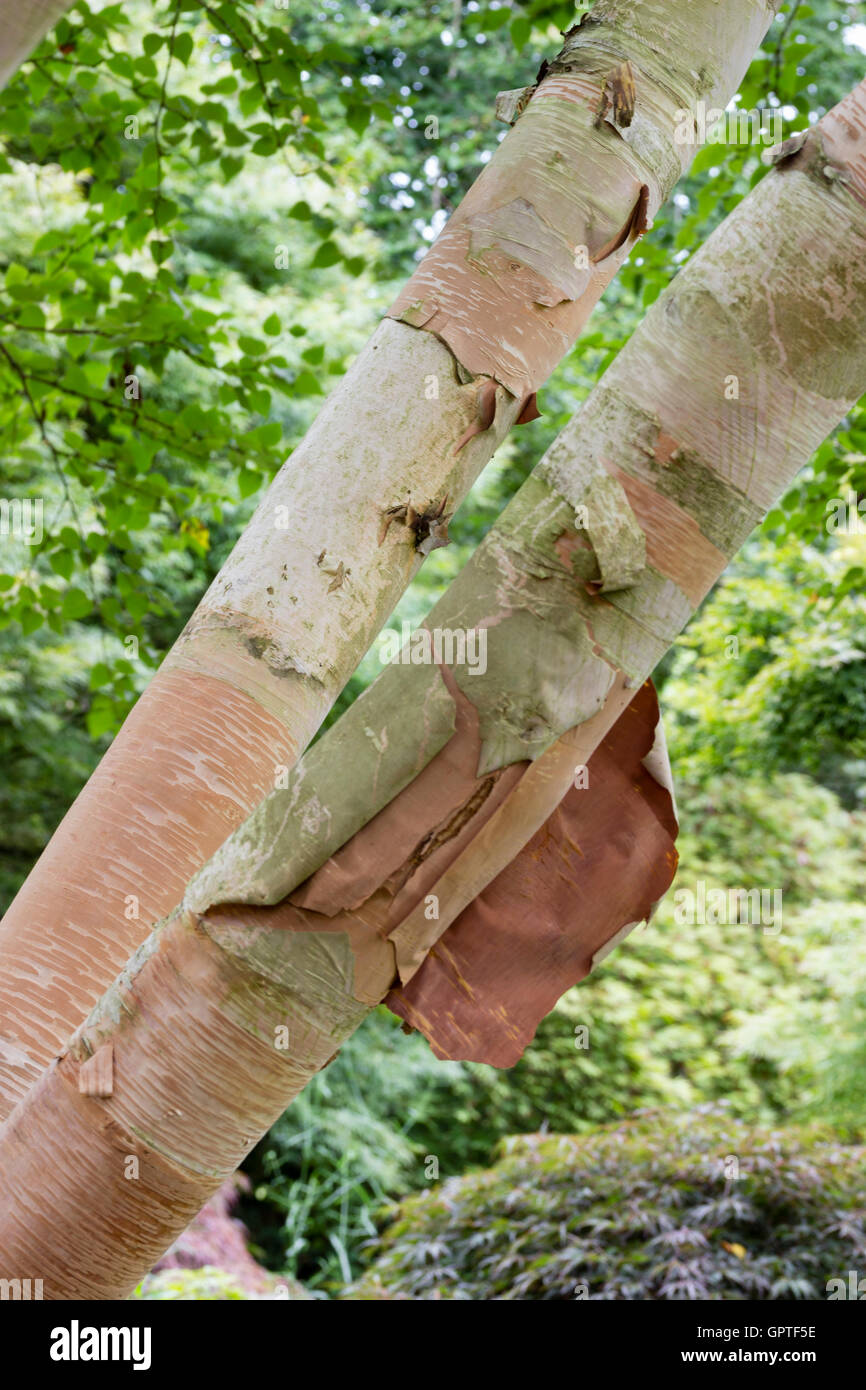 Peeling-rosa Rinde der ornamentalen Birke, Betula Ermanii "Grayswood Hill" Stockfoto