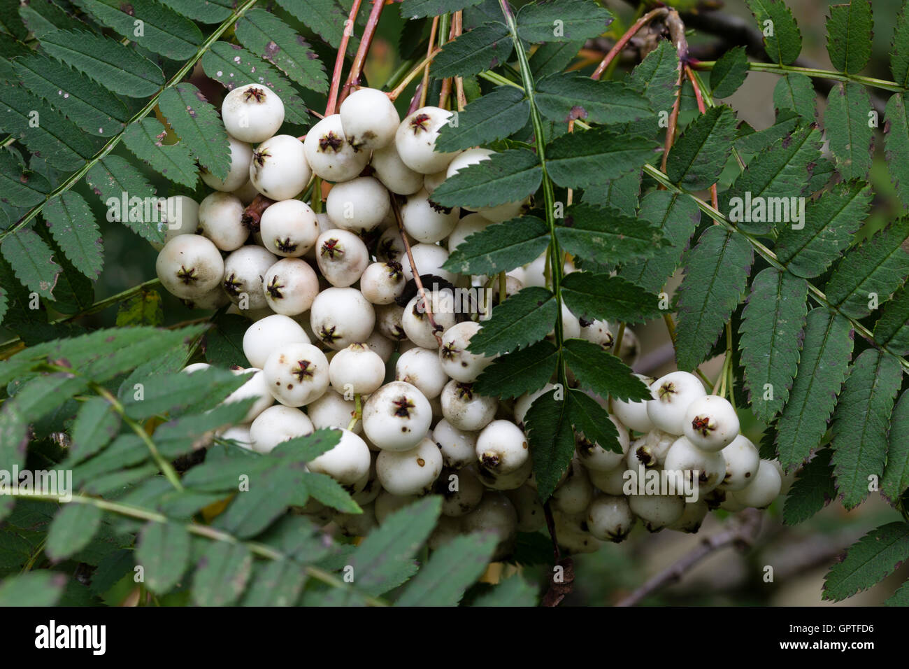 Weißer Herbst Beeren und gut verteilt Laub von den chinesischen Rowan, Sorbus koehneana Stockfoto