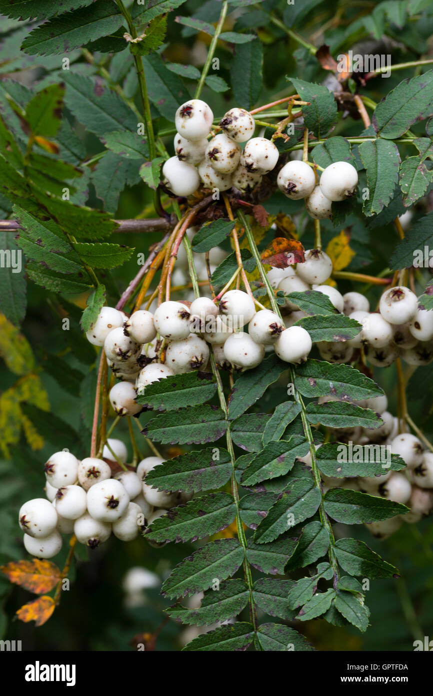 Weißer Herbst Beeren und gut verteilt Laub von den chinesischen Rowan, Sorbus koehneana Stockfoto