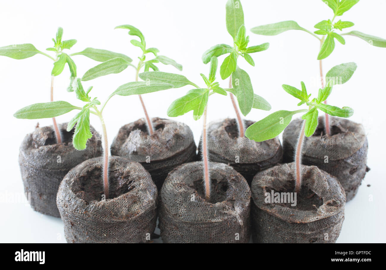 Sämlinge aus dem Erbe Vielfalt Tomatenpflanze auf weiß Stockfoto