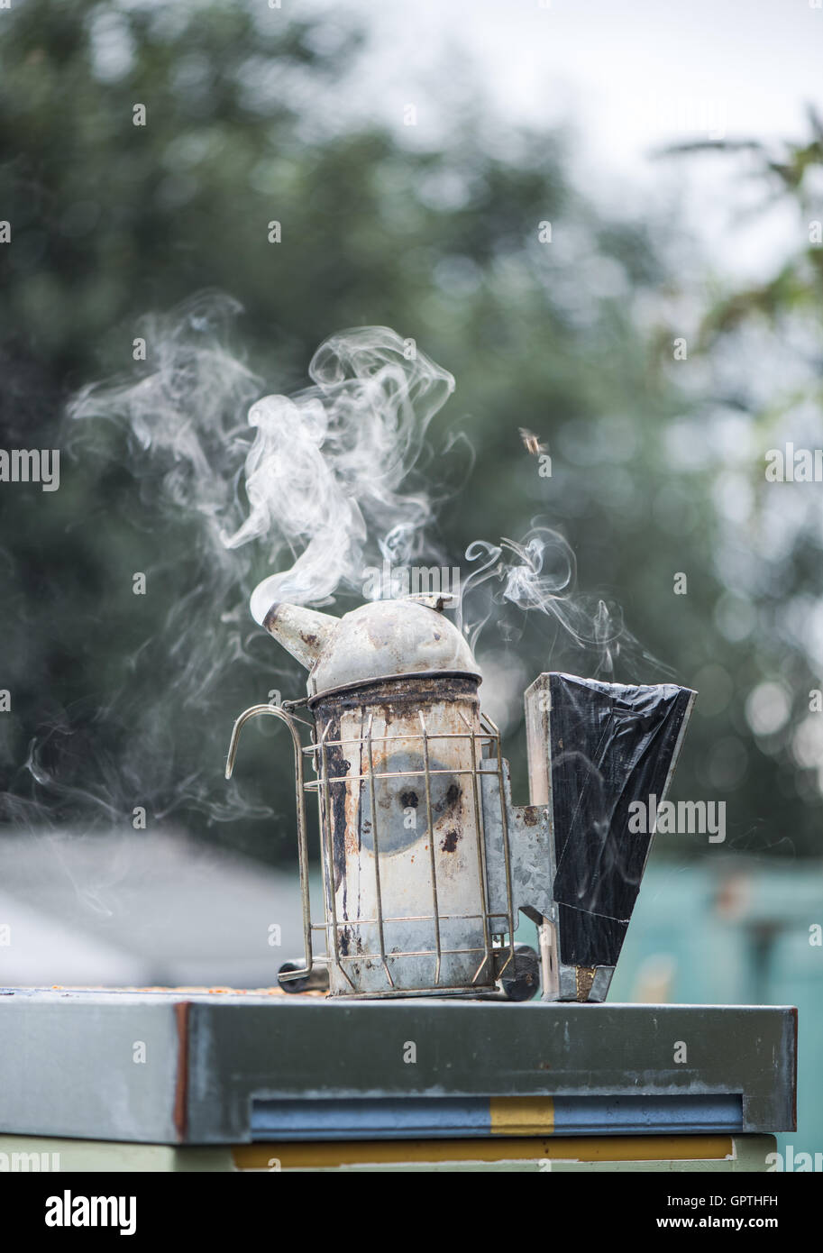 Raucher, die zur Beruhigung der Bienen am Bienenstand verwendet Stockfoto
