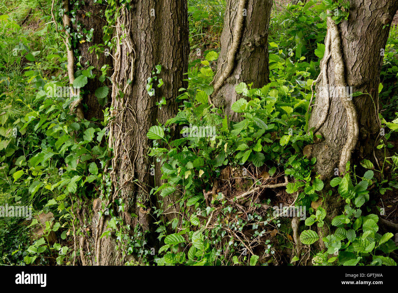 Trunk alder tree alnus glutinosa -Fotos und -Bildmaterial in hoher ...